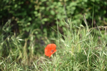 Estanque L'Olla del Rei