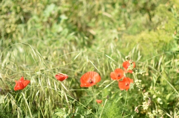 Estanque L'Olla del Rei