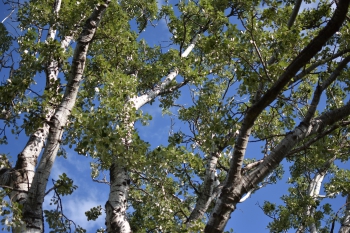 Estanque L'Olla del Rei