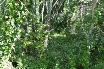 Estanque L'Olla del Rei