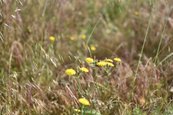 Estanque L'Olla del Rei