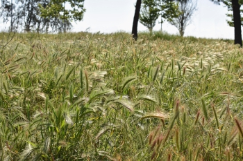 Estanque L'Olla del Rei