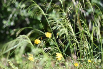 Estanque L'Olla del Rei