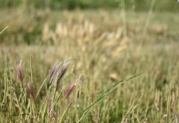 Estanque L'Olla del Rei