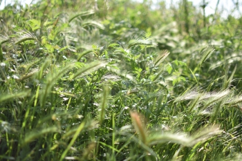 Estanque L'Olla del Rei