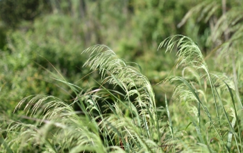 Estanque L'Olla del Rei
