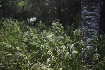 Estanque L'Olla del Rei
