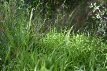 Estanque L'Olla del Rei