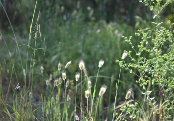Estanque L'Olla del Rei
