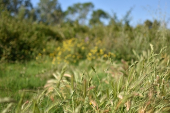 Estanque L'Olla del Rei