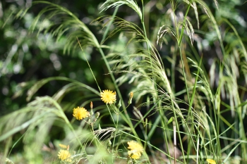 Estanque L'Olla del Rei