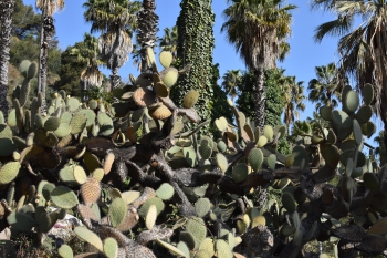 Jardines de Mosen Costa Llobera