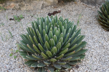 Jardines de Mosen Costa Llobera