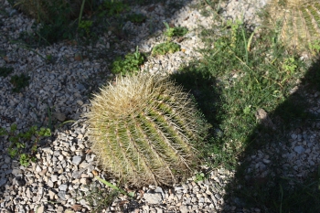 Jardines de Mosen Costa Llobera
