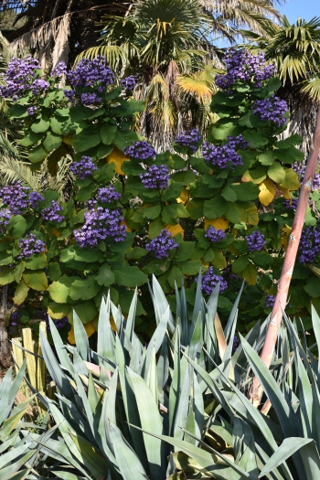 Jardines de Mosen Costa Llobera