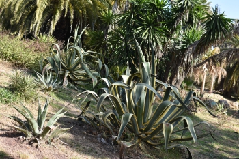 Jardines de Mosen Costa Llobera