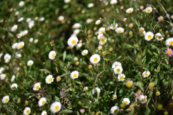 Jardines de Mosen Costa Llobera