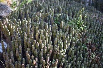 Jardines de Mosen Costa Llobera