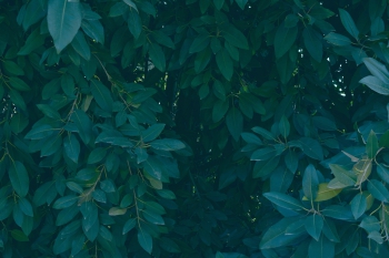 Jardines de Mosen Costa Llobera