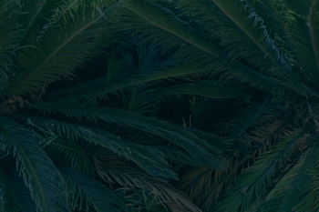 Jardines de Mosen Costa Llobera