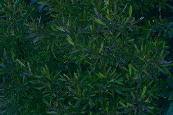 Jardines de Mosen Costa Llobera